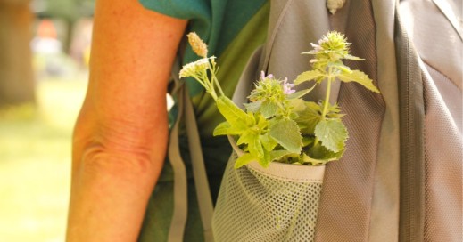 Kräuterwanderung im Beethovenpark Köln