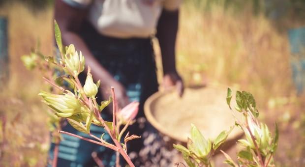 Bærekraftig høsting