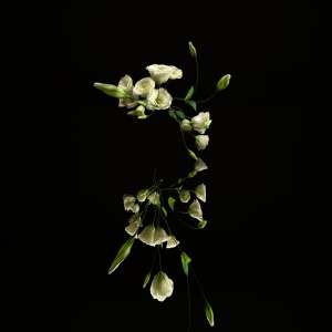 FBP Eustoma in Black Digital Flower
