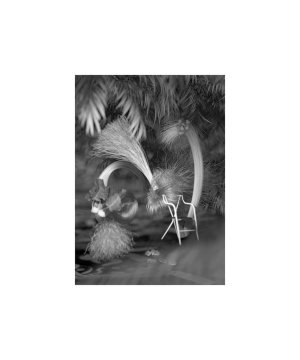 Spinksen. Das alte Neue.