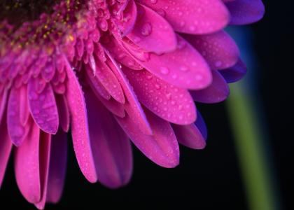Colorful flowers