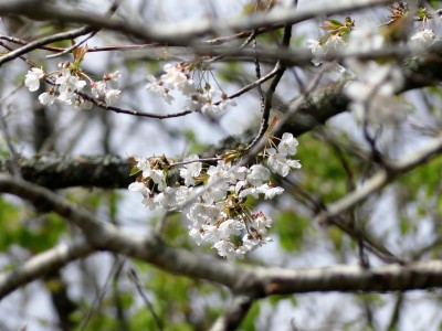 Fleurs - Cerisier sauvage