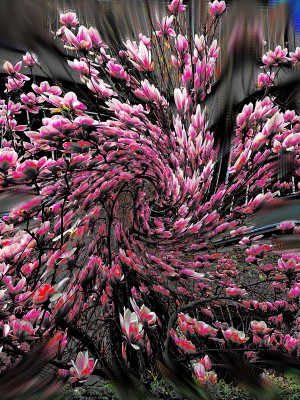 magnolia swirl