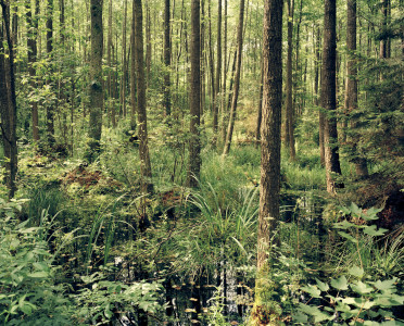 Wetland Habitat #2 - Białowieża