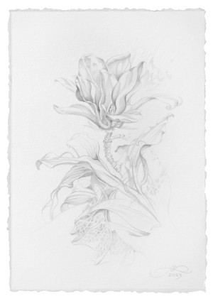Hiraeth drawing (white magnolia)