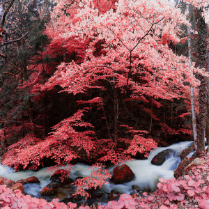 INFRARED BLACKFOREST 