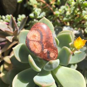 Bird's Eye Jasper - 25.95 carats