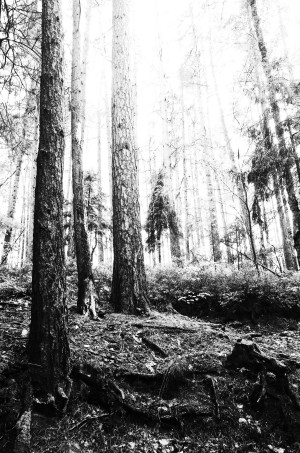 Woods