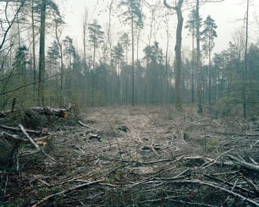 Clear Cut Forest - Białowieża