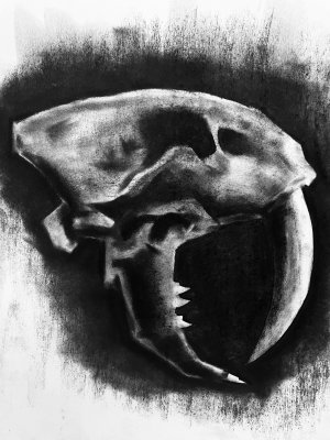 Sabertooth Skull