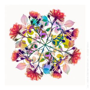 Polychromatic Fiori Rose IV