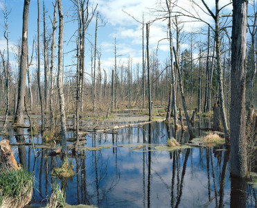 Beaver Pond - Białowieża