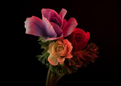 Colorful flowers