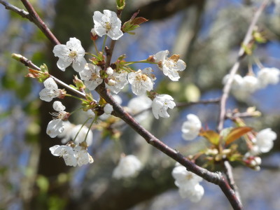 Fleurs d'espérance-Cerisier sauvage