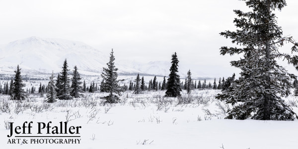 Coniferous Wasteland