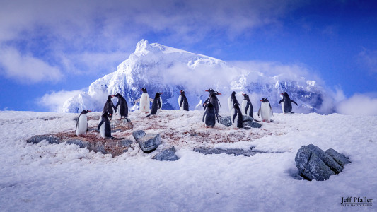Waddle of Gentoos