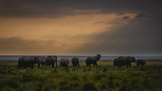 Amboseli Sunrise
