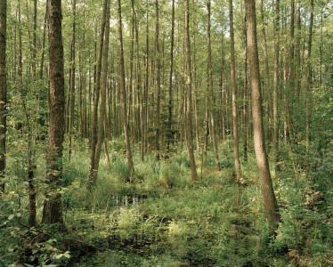 Wetland Habitat #1 - Bialowieza