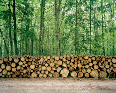 Lumber Pile - Białowieża