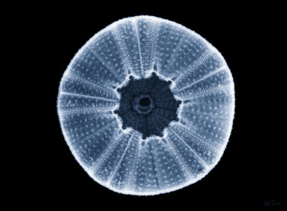 URCHIN ENDO / EXO #3