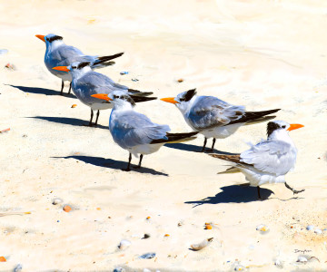 5 ROYAL TERNS