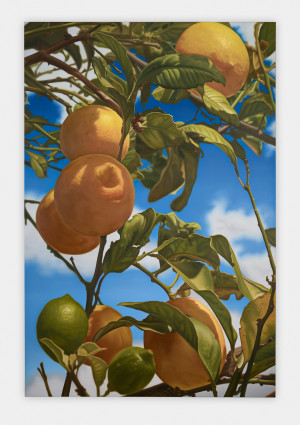 Latin Cyprus Lemons 3 (L)