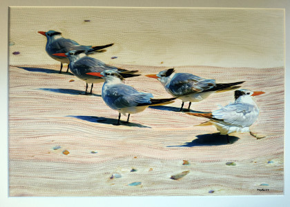 FIVE ROYAL TERNS