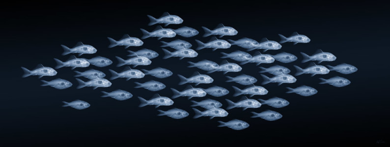 SHOALING & SCHOOLING