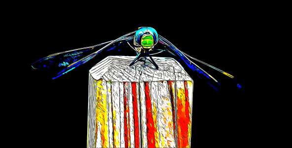 JUST LANDED DRAGON FLY  - BY ALEX MELO - NATIONAL GOLD MEDALIST PHOTOGRAPHER