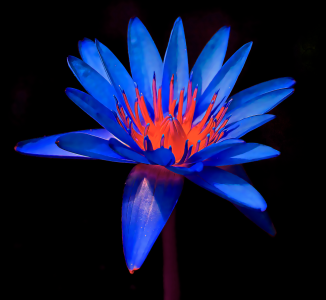 The Blue & Red Lilly 