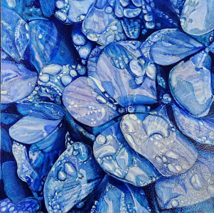 Blue Hydrangea, Morning Dew