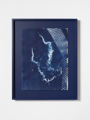 I capelli di Venezia III, Sargassum muticum