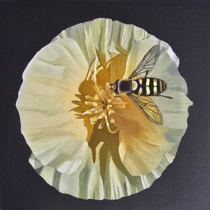 Saltatio Eschscholzia Californica et Syrphus Ribesii