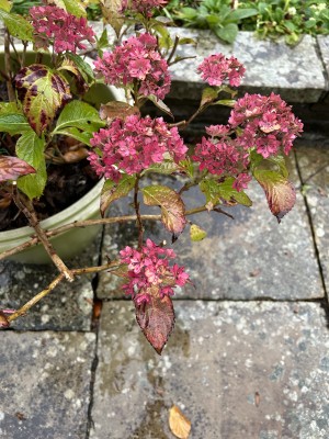 Hydrangeas in the rain