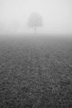 Nebbia