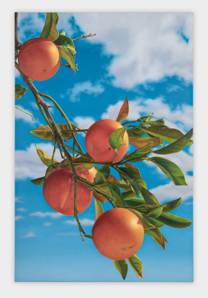 Latin Cyprus Orange 2 (M)