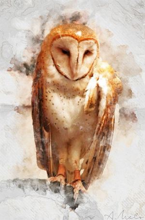 THE SAD OWL - ALEX MELO - NATIONAL GOLD MEDALIST PHOTOGRAPER 