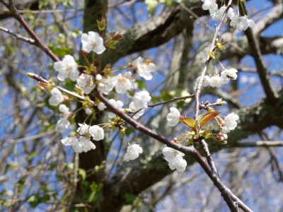 Fleurs3 - Cerisier sauvage