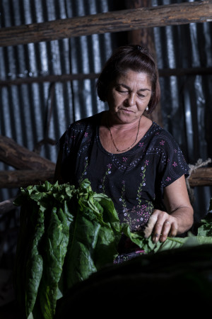 People of Cuba – Woman preparing the tobacco leaves to dry @ Pinar del Rio, Cuba