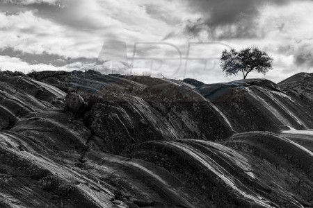 Soledad de un arbol perdido
