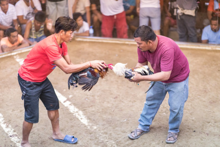 Cockfights in Oslob, Philippines – 2