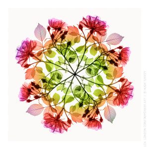 Polychromatic Fiori Rose III