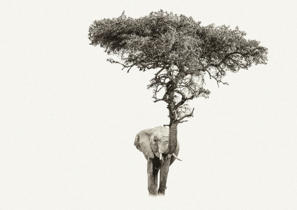 IMPROBABILITREE ELEPHANT