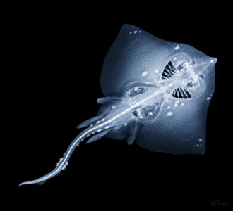 THORNBACK RAY ♂