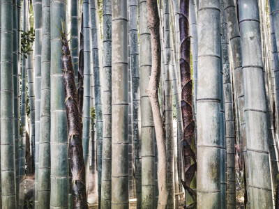 MIX BAMBOO FOREST, JAPAN