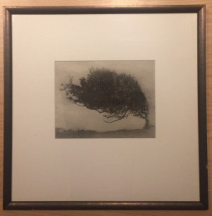 Tree III
