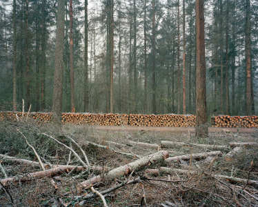 Wilcza Track - Bialowieza
