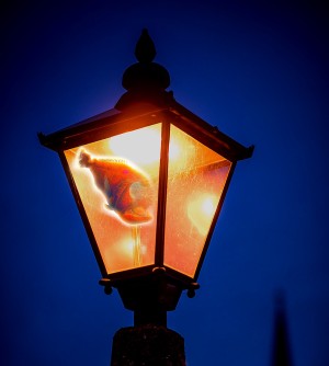 Fish Nite Lights