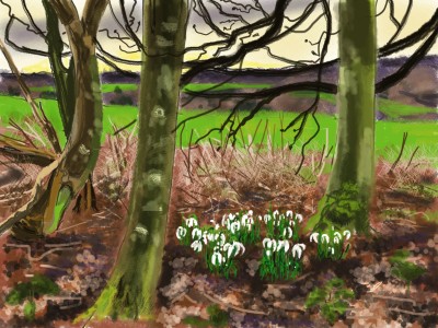 Snowdrops