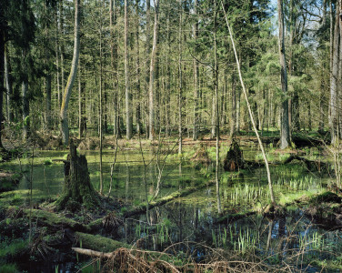 Strictly Protected Zone #3 - Bialowieza